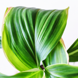 Indoor Plants and Their Names