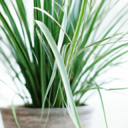 Indoor Plants and Their Names