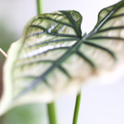 Indoor Plants for Clean Air