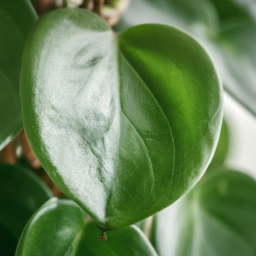 Indoor Plants for Clean Air