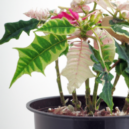 Indoor Plants to Grow in Winter