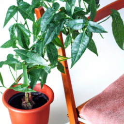 Indoor Plants to Grow in Winter