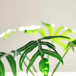 Indoor Plants vs Outdoor Plants