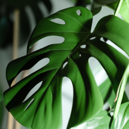 Is Monstera a Good Indoor Plant