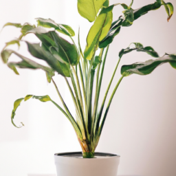 Should Indoor Plants Be Rotated