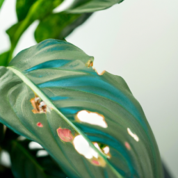 Should Indoor Plants Have Drainage Holes