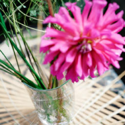  Summer Splendor: Beating the Heat for Happy Plants