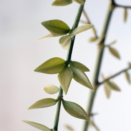  The Art of Pruning: Enhancing Growth and Shape