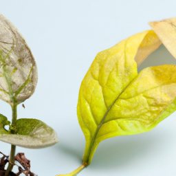  Unlocking New Plant Possibilities: Propagation by Leaf Cuttings