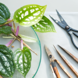  Unlocking New Plant Possibilities: Propagation by Leaf Cuttings