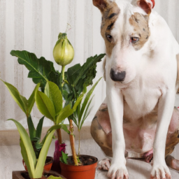 What Indoor Plants Are Toxic to Dogs