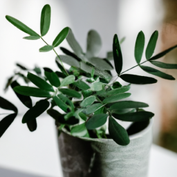 When Can Indoor Plants Go Outside