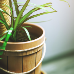 When Can Indoor Plants Go Outside