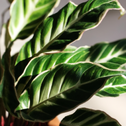 Will Indoor Plants Purify Air