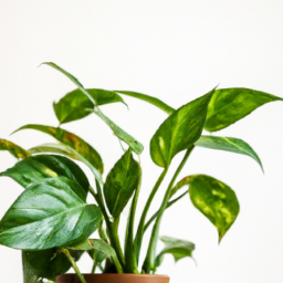  Best Indoor Plants: Elevate Your Living Space