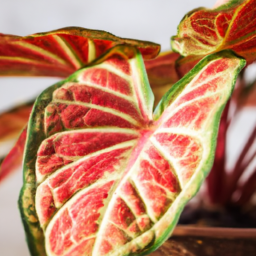  Best Indoor Plants: Elevate Your Living Space