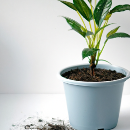 Can Indoor Plants Survive Without Sunlight