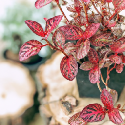  Easy Plant, Easy Plants: Transform Your Garden with Low-Maintenance Plants