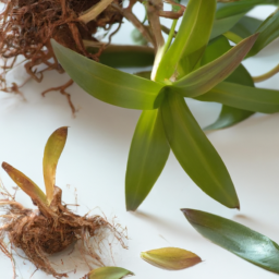  From Leaf to Root: Mastering Plant Propagation