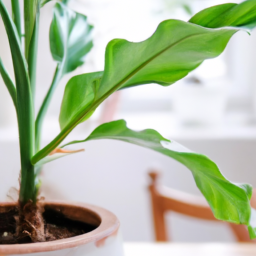 House of Plant: Indoor Plants and Potted Trees