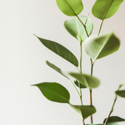  House of Plant: Indoor Plants and Potted Trees