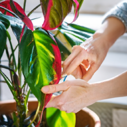 Indoor Plant Troubleshooting: Common Problems and Solutions