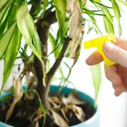 Indoor Plant Troubleshooting: Common Problems and Solutions • The ...