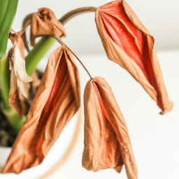 Indoor Plants Dying in Winter