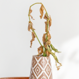 Indoor Plants Dying in Winter