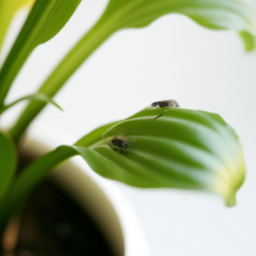 Indoor Plants Gnats