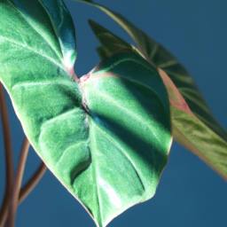 Indoor Plants Grow Lights