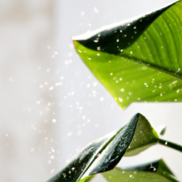 Indoor Plants Like Humidity