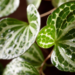 Indoor Plants Like Humidity