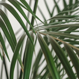 Indoor Plants Palm