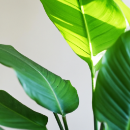 Indoor Plants Similar to Banana Tree