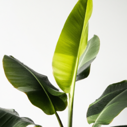 Indoor Plants Similar to Banana Tree