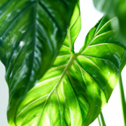 Indoor Plants Similar to Elephant Ears
