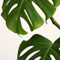 Indoor Plants Similar To Monstera? Transform Your Space with Indoor ...