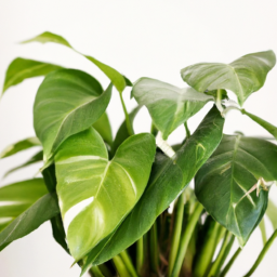 Indoor Plants That Don’t Need Sun