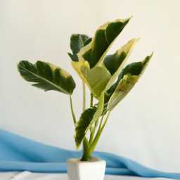 Indoor Plants Variety