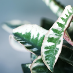 Indoor Plants to Purify Air