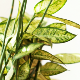 Is Indoor Plants Good for Health