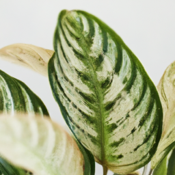 Is Indoor Plants Good for Health