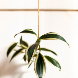 Minimalist Plant Decor: Embracing Simplicity