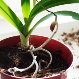  Orchid Propagation: From Keiki to Blooms
