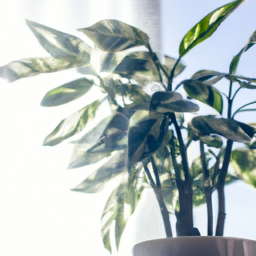  Plants and Air Quality: Natural Purifiers for Healthier Living