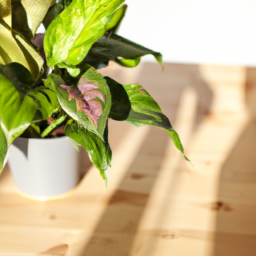 When Did Indoor Plants Become Popular