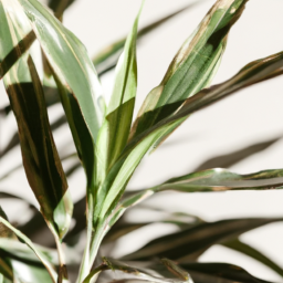 When Did Indoor Plants Become Popular