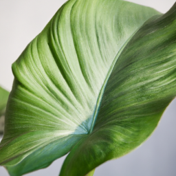 Which Indoor Plants Are Poisonous