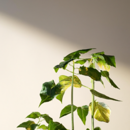 Which Indoor Plants Like Direct Sunlight